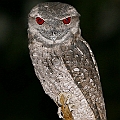 Papuan Frogmouth Male パプアガマグチヨタカ　オス<br />Canon EOS 6D + EF400 F5.6L + SPEEDLITE 580EXII
